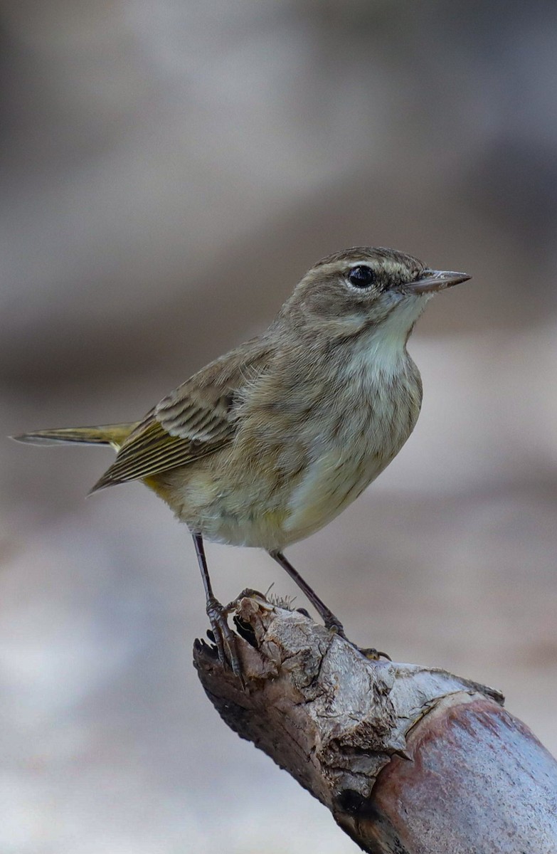 Palm Warbler - ML644143408
