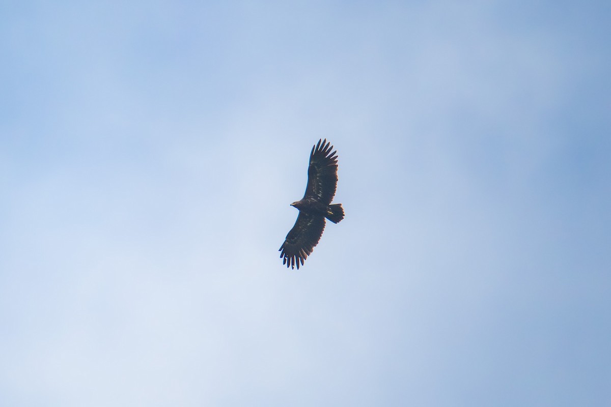 Greater Spotted Eagle - ML644143412