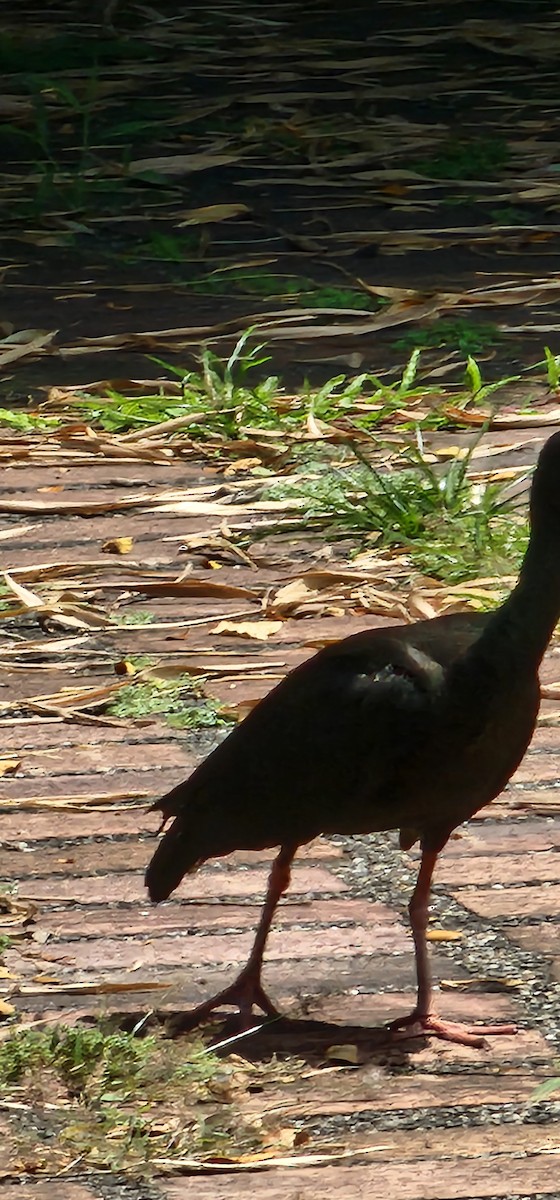 Bare-faced Ibis - ML644143445