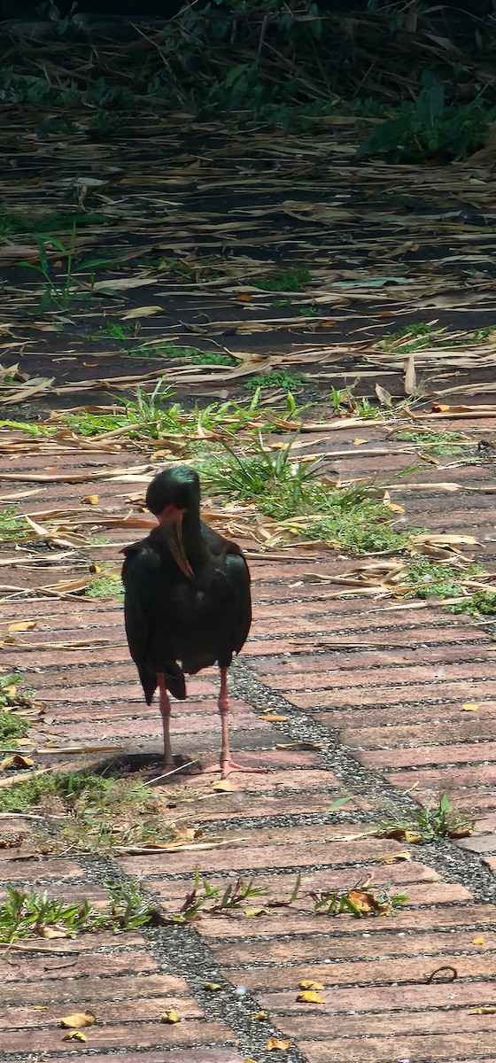 Bare-faced Ibis - ML644143446