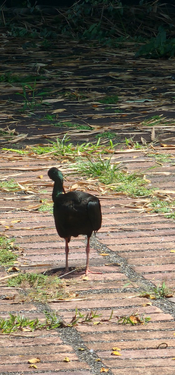 Bare-faced Ibis - ML644143447