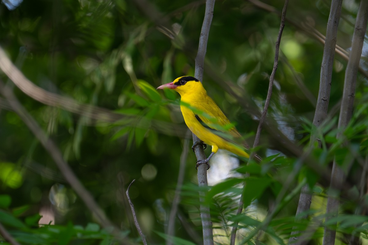 Black-naped Oriole - ML644143449