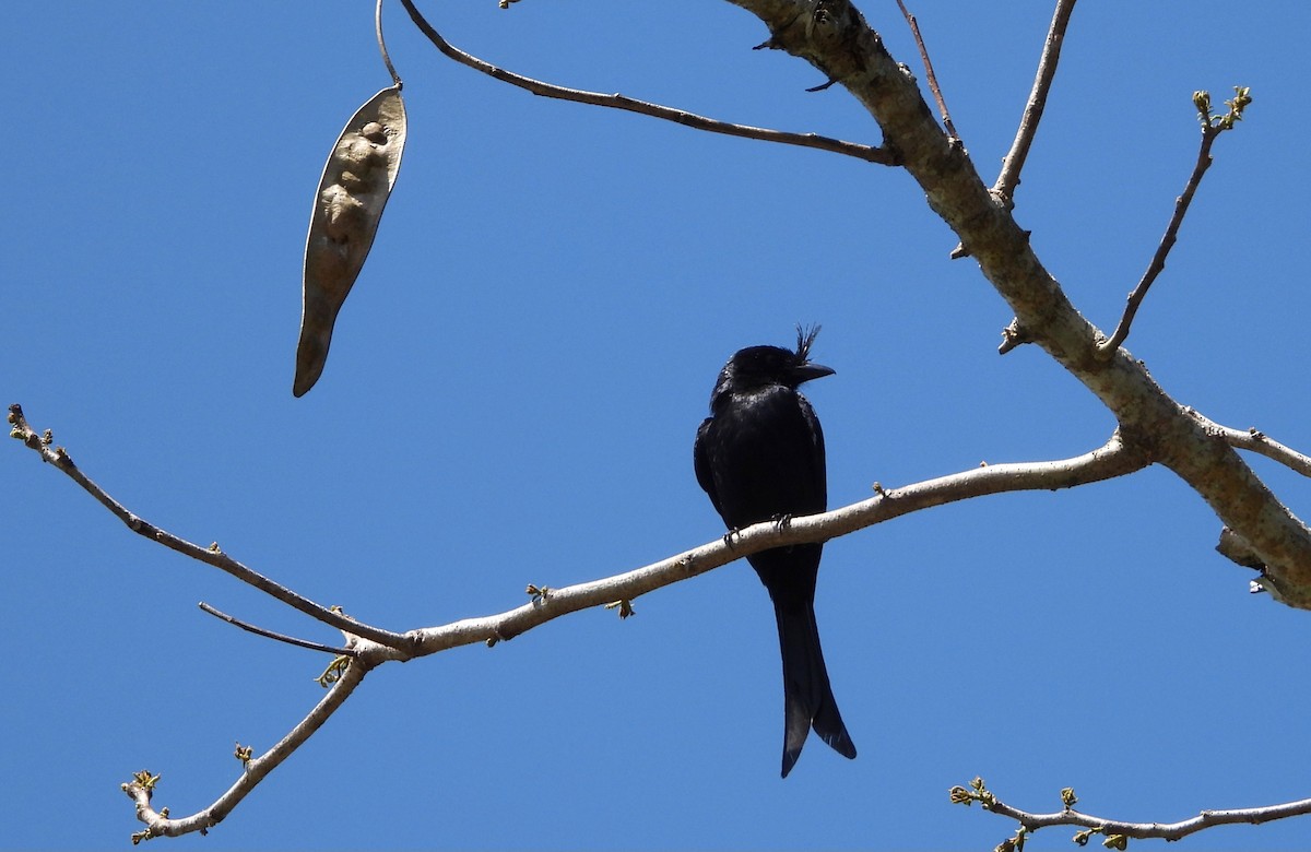 Crested Drongo - ML644143452