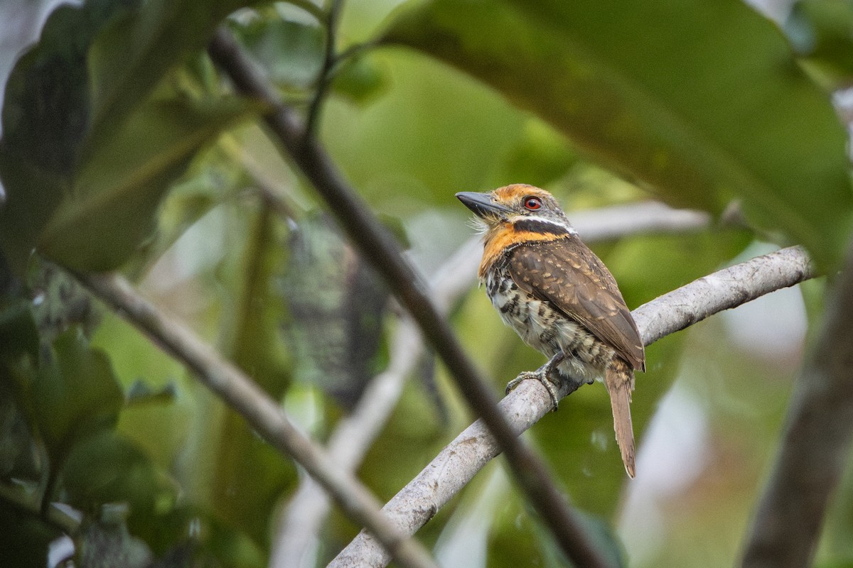 Spotted Puffbird - ML644143457