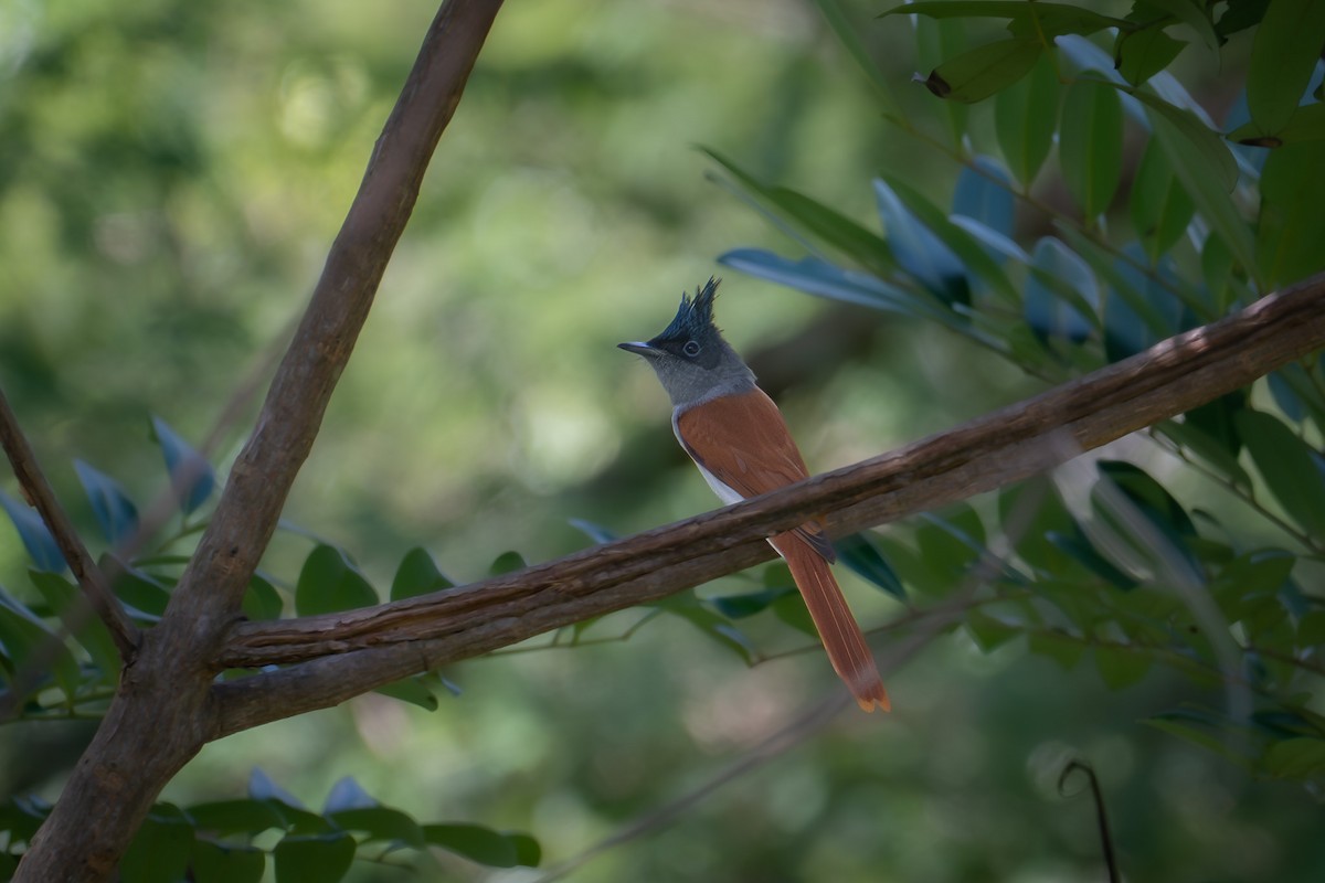 Indian Paradise-Flycatcher - ML644143474