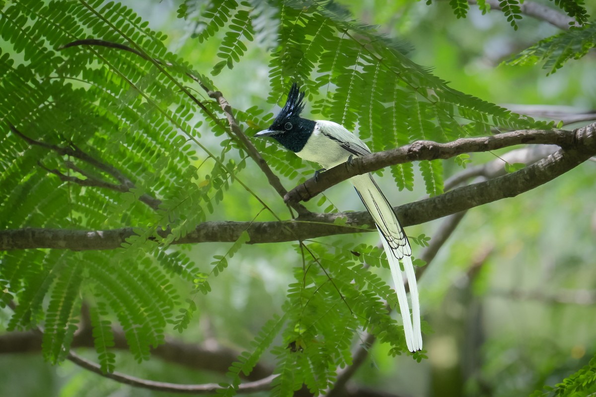 Indian Paradise-Flycatcher - ML644143475
