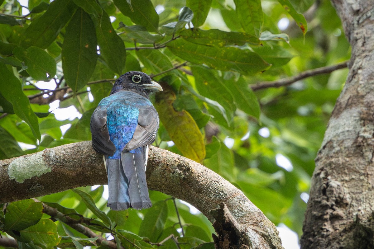 Trogon à queue blanche - ML644143478