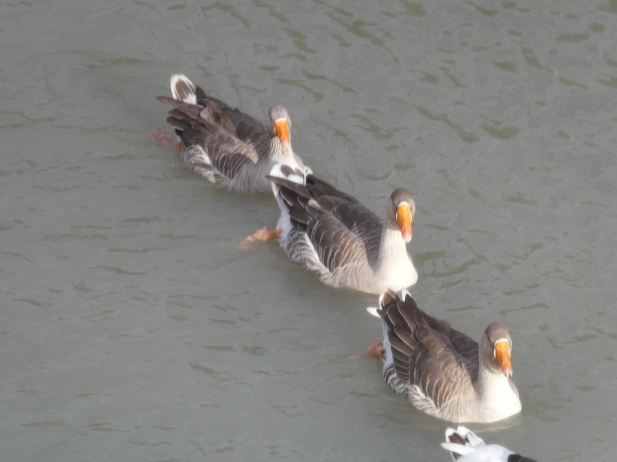 husa labutí (domestikovaná) - ML644143496