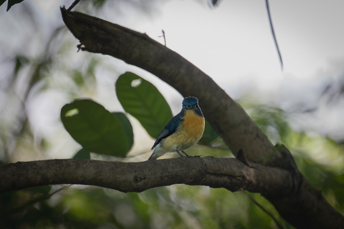 Tickell's Blue Flycatcher - ML644143497