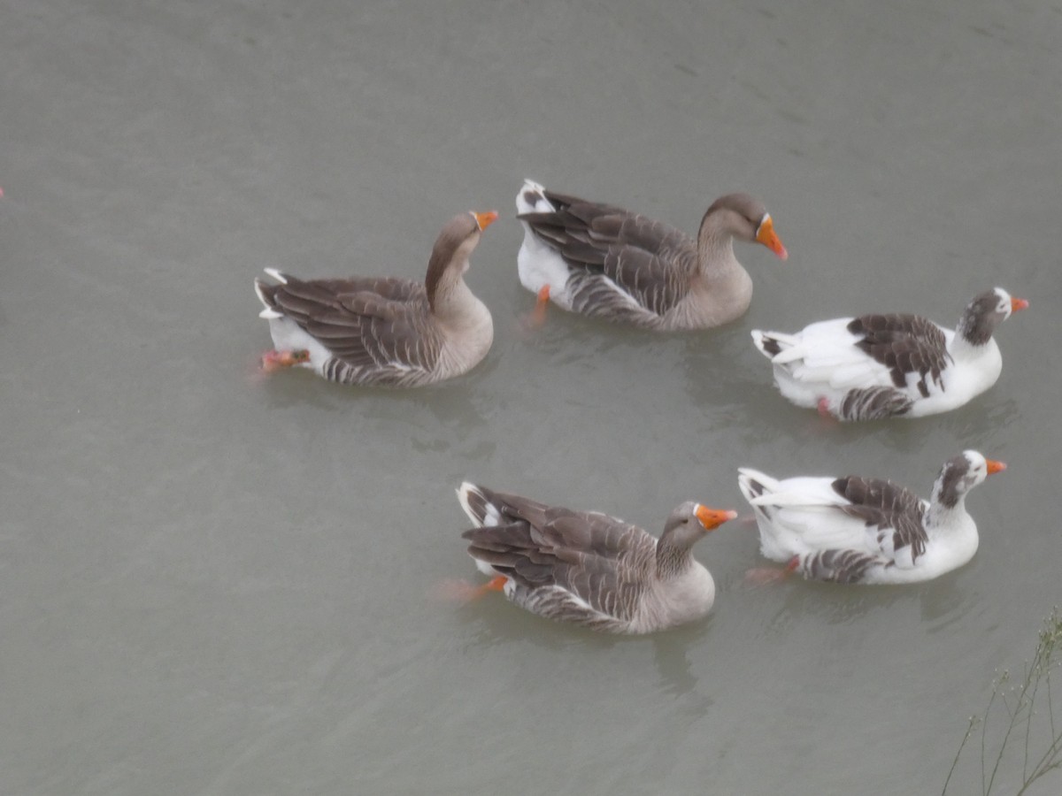 husa labutí (domestikovaná) - ML644143511