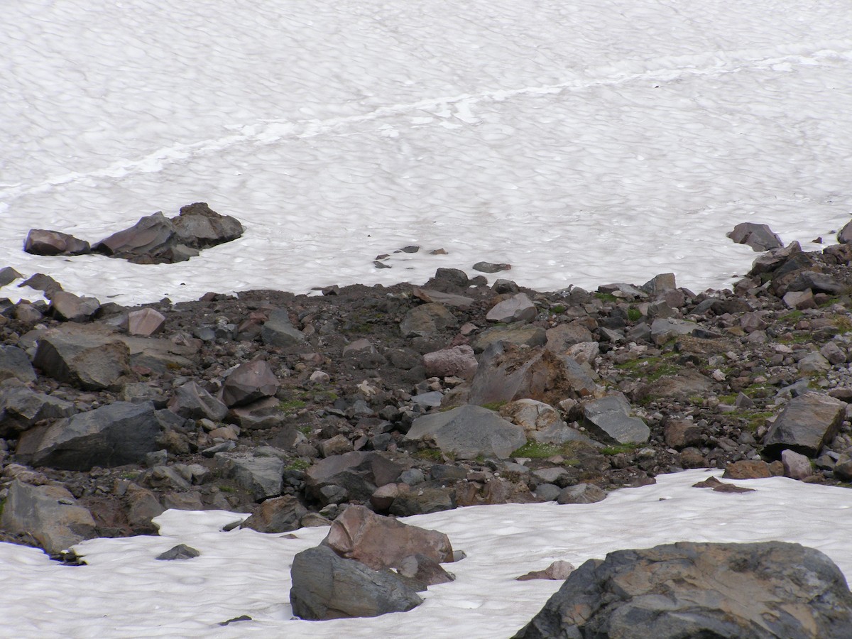 hvitstjertrype - ML644143518