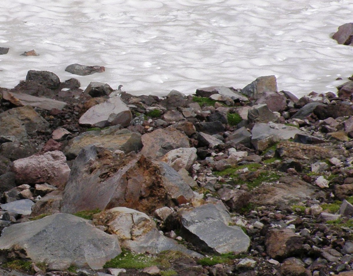 hvitstjertrype - ML644143519