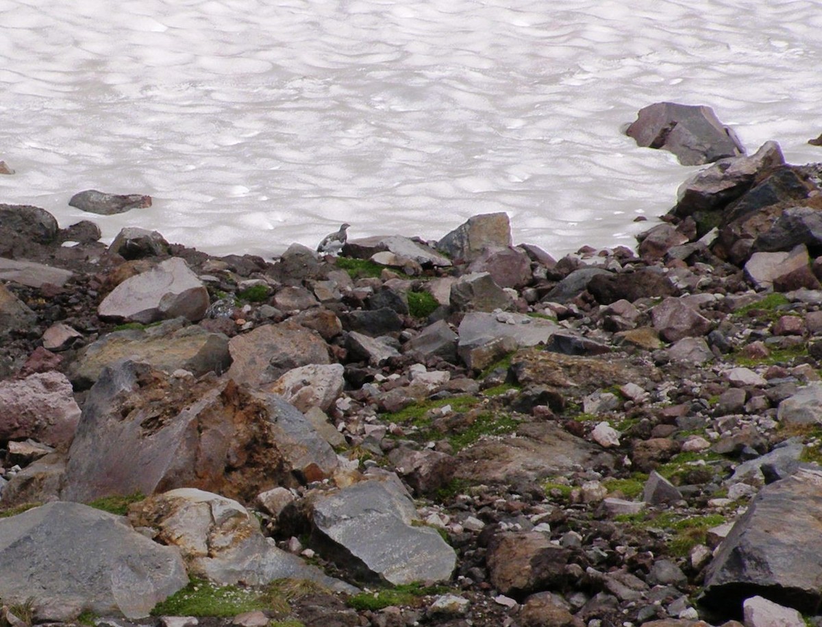 hvitstjertrype - ML644143520