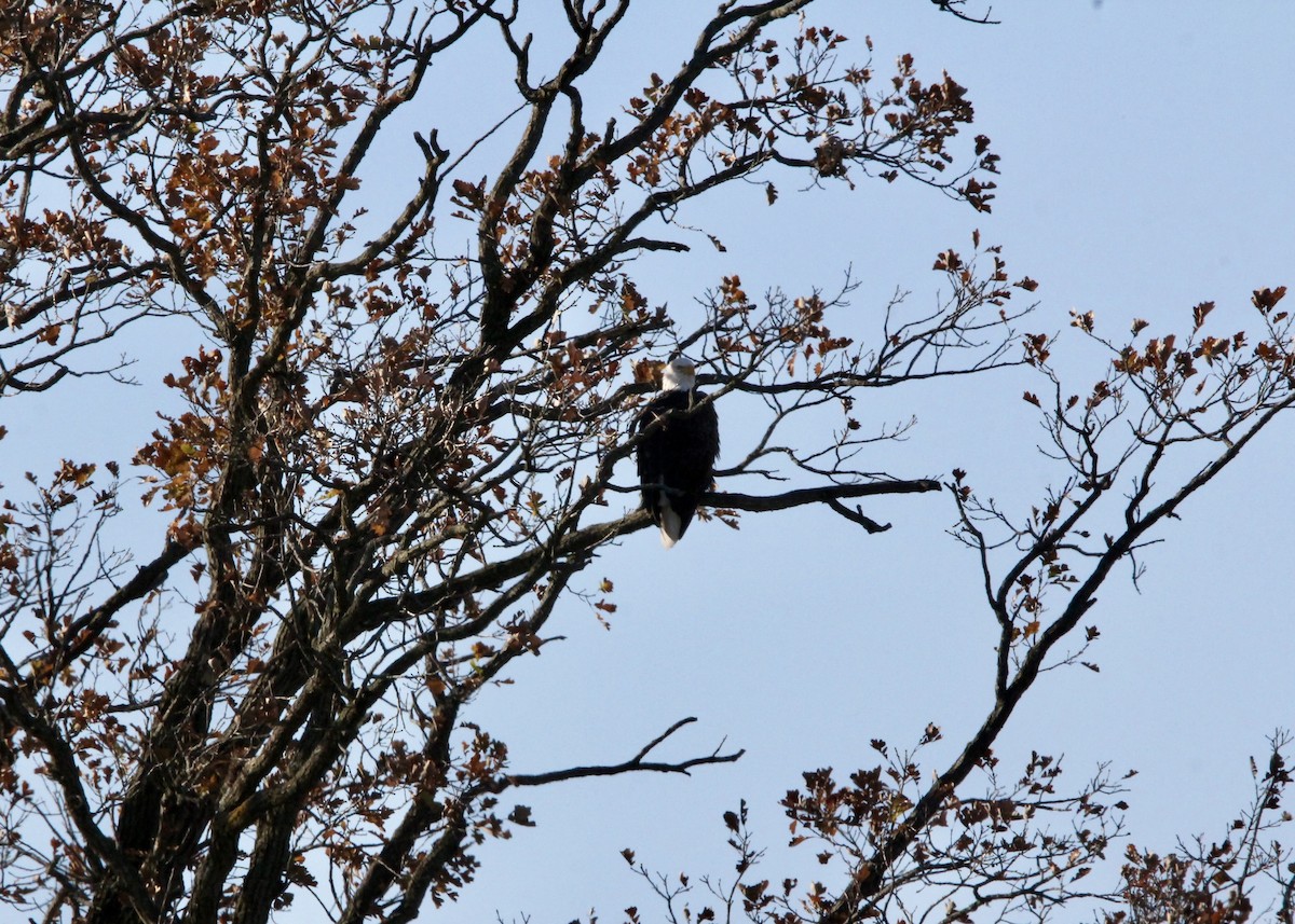 Bald Eagle - ML644143524