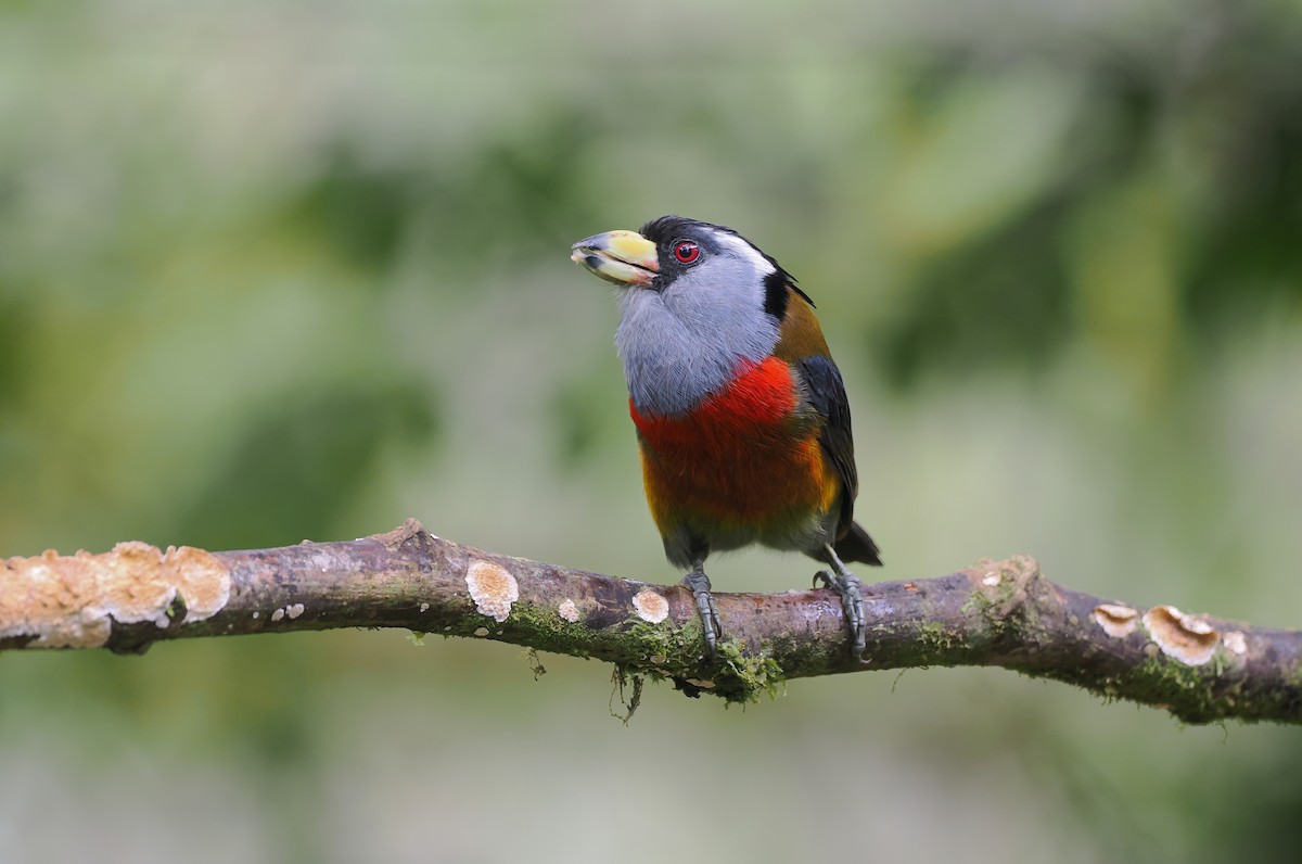 bradáček tukaní - ML644143535