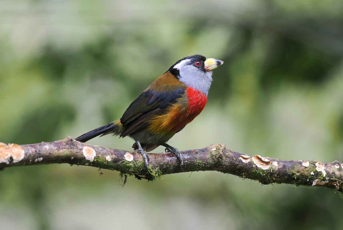 bradáček tukaní - ML644143540