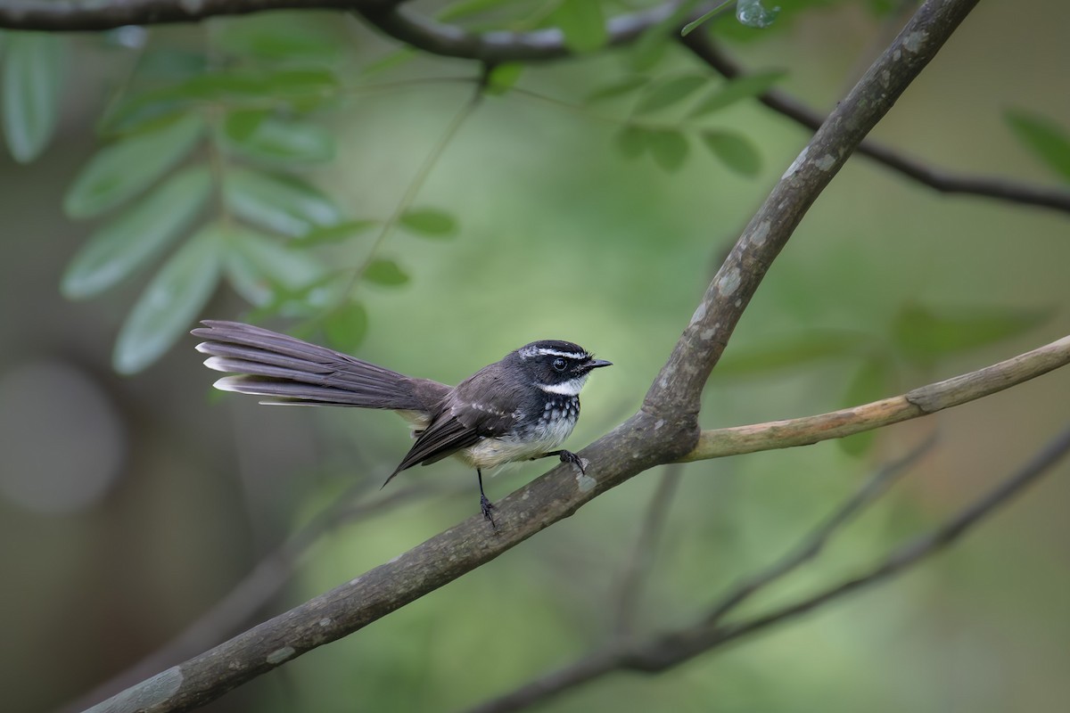 Spot-breasted Fantail - ML644143567