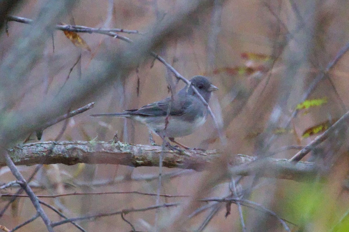 Dark-eyed Junco - ML644143575