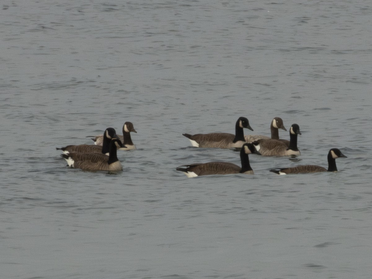 Canada Goose - ML644143601