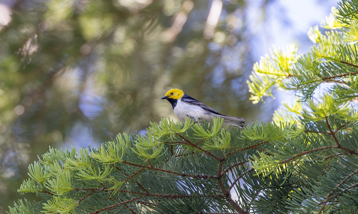 barnålparula - ML644143602