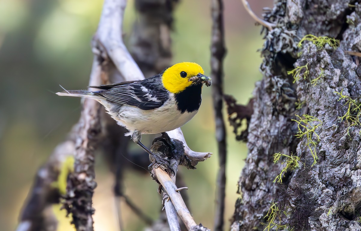 barnålparula - ML644143604
