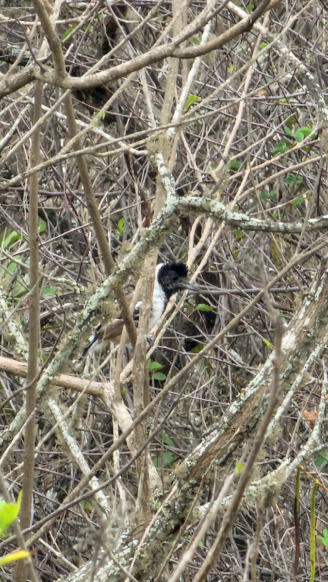 Collared Antshrike - ML644143633