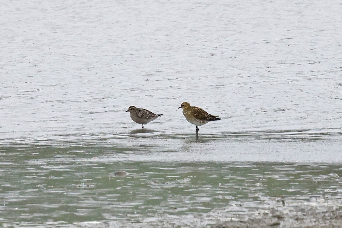 American Golden-Plover - ML644143638