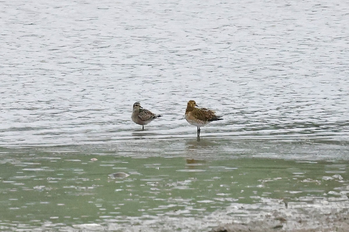 American Golden-Plover - ML644143639