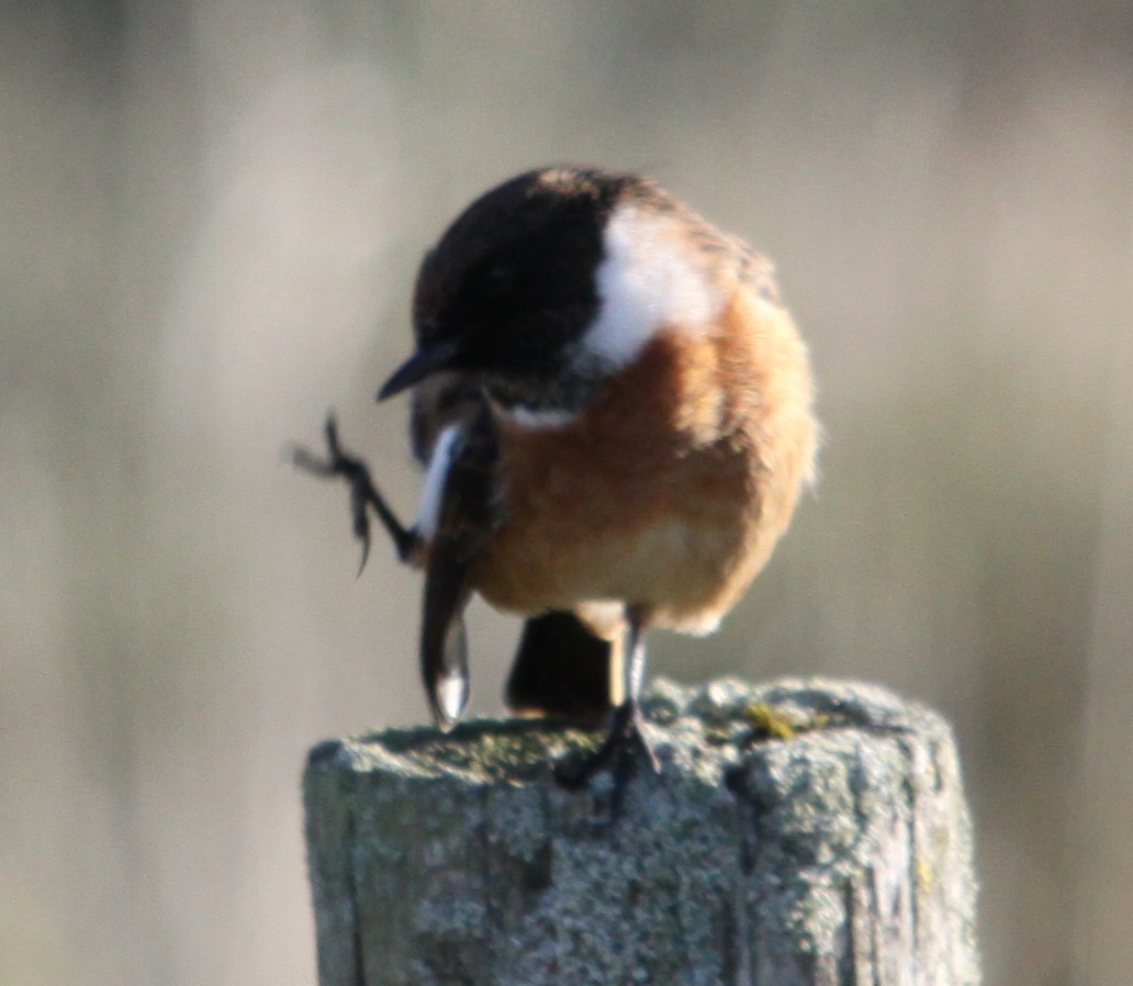 European Stonechat - ML644143649