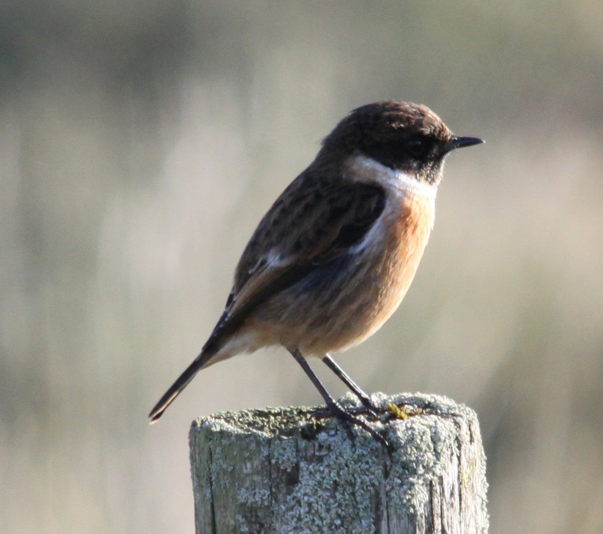 European Stonechat - ML644143650