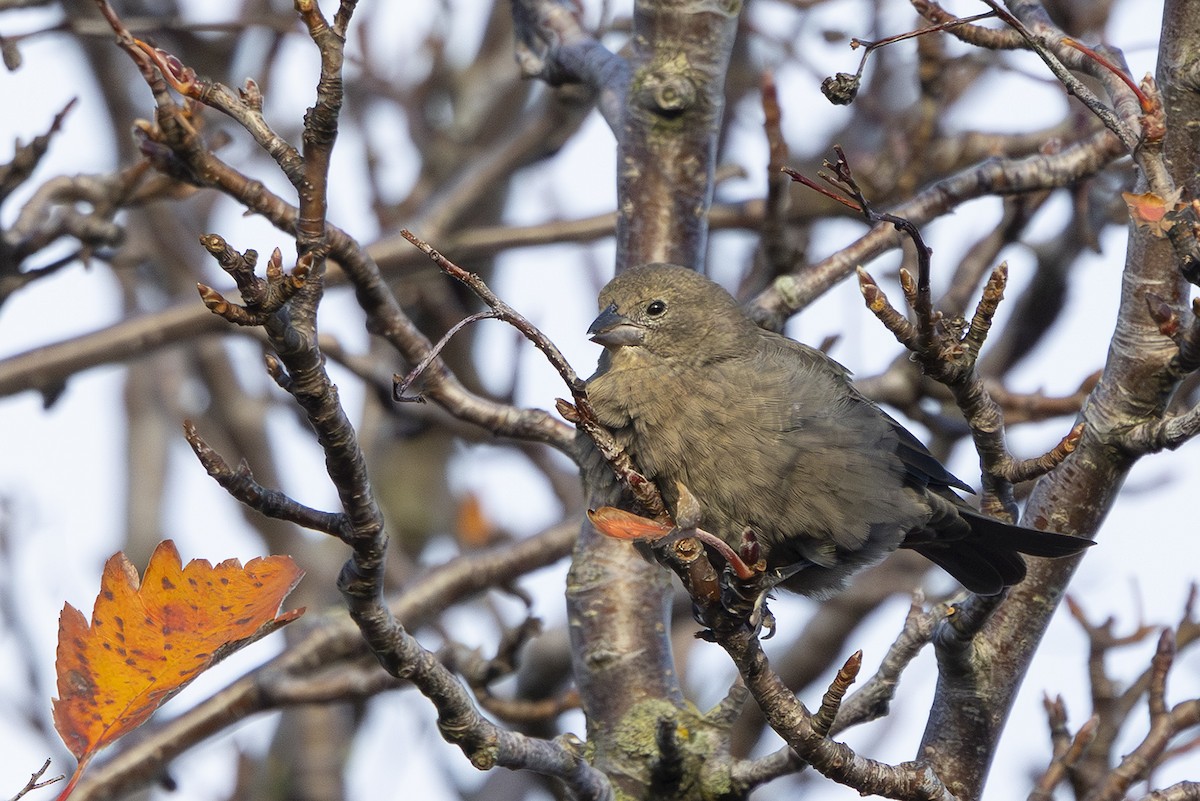 Brown-headed Cowbird - ML644143657