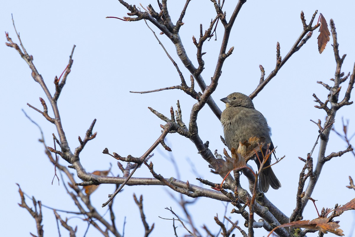 Brown-headed Cowbird - ML644143658