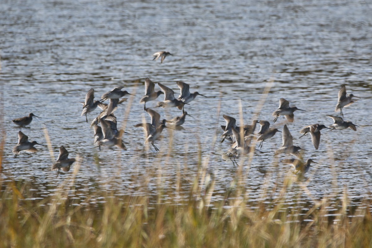 langnebbekkasinsnipe - ML644143663