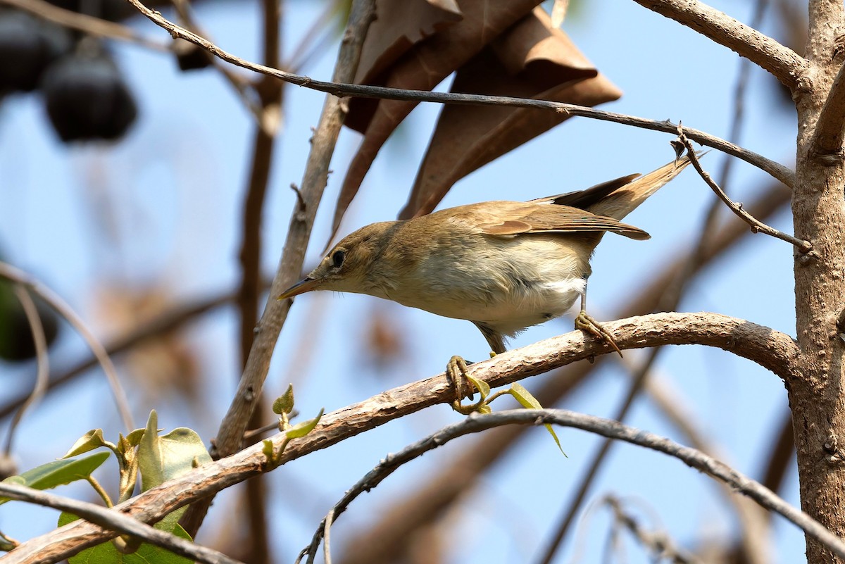 Acrocephalus sp. - ML644143668