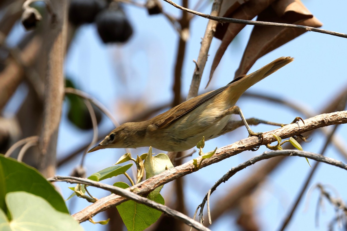 Acrocephalus sp. - ML644143669