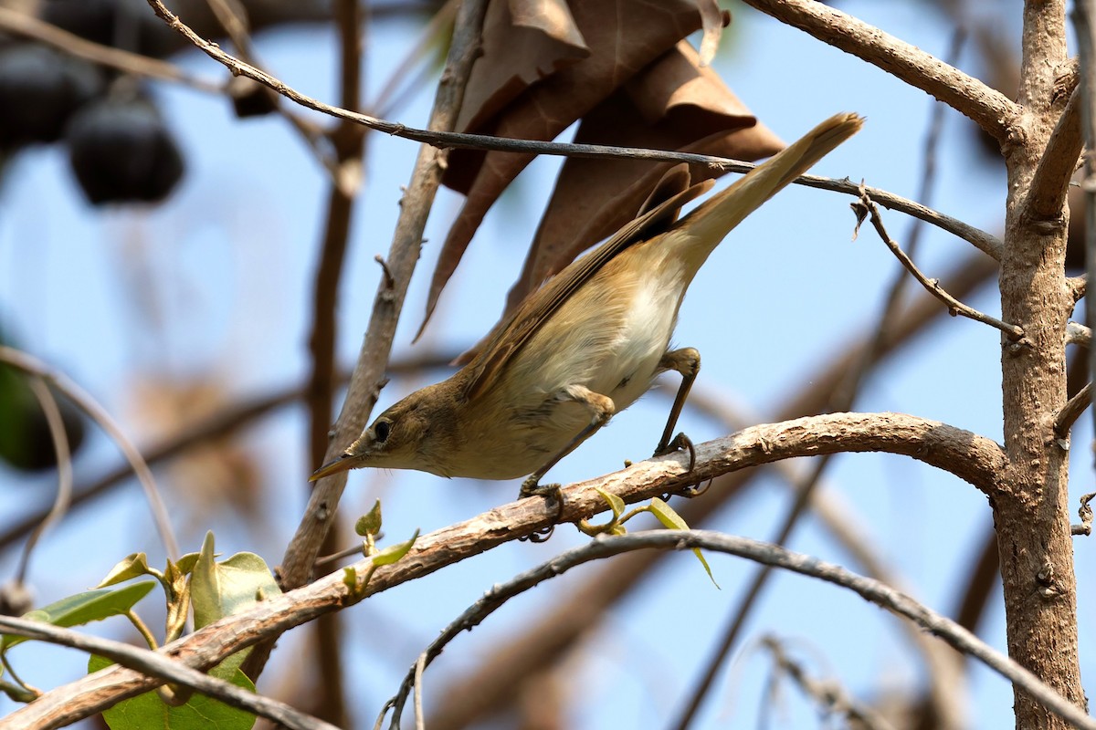 Acrocephalus sp. - ML644143670