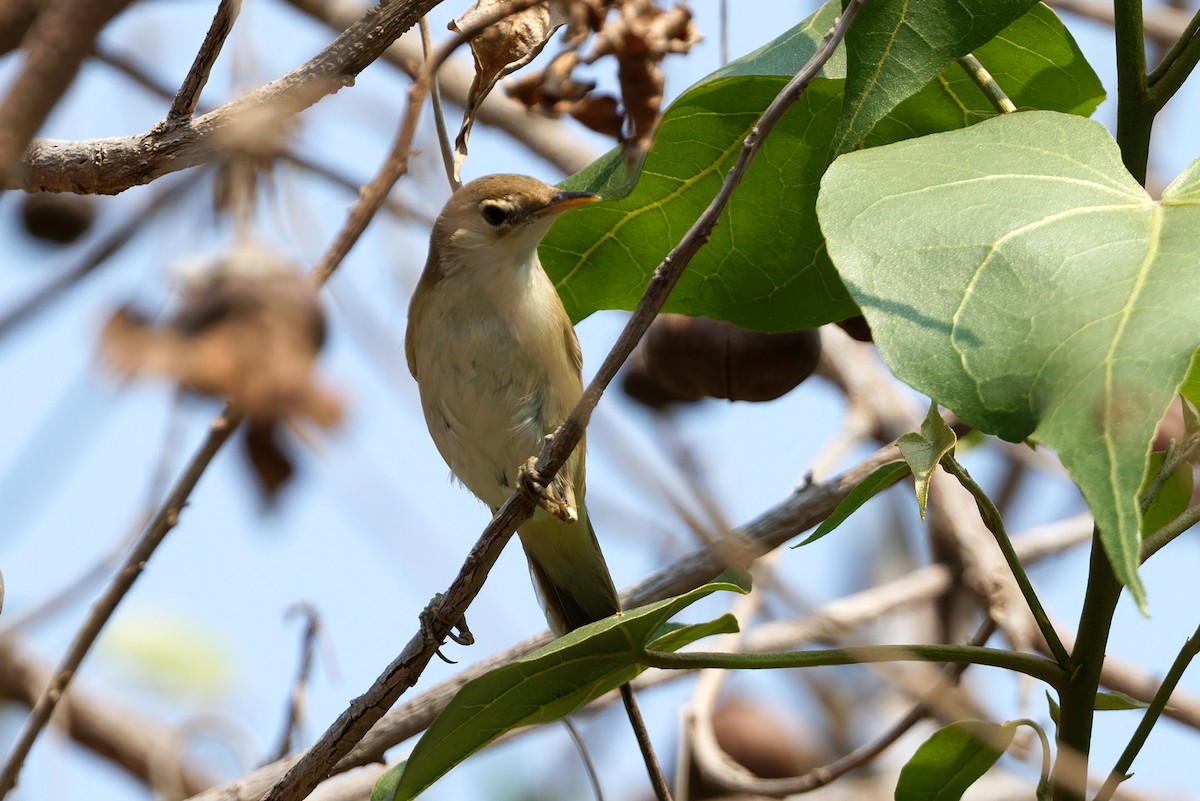 Acrocephalus sp. - ML644143671