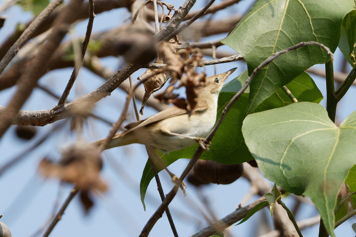 Acrocephalus sp. - ML644143672