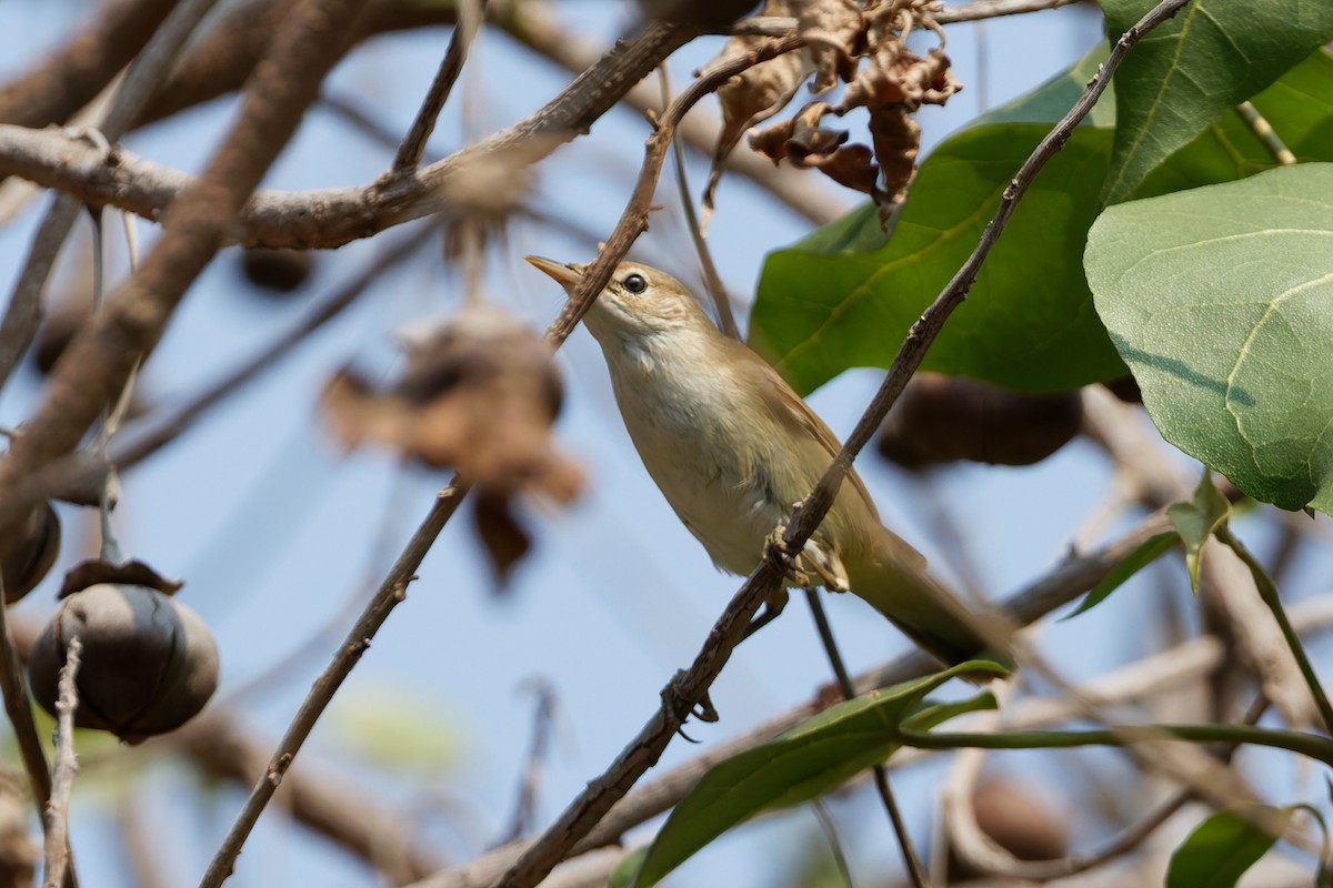 Acrocephalus sp. - ML644143673