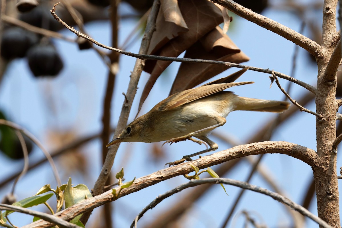 Acrocephalus sp. - ML644143675