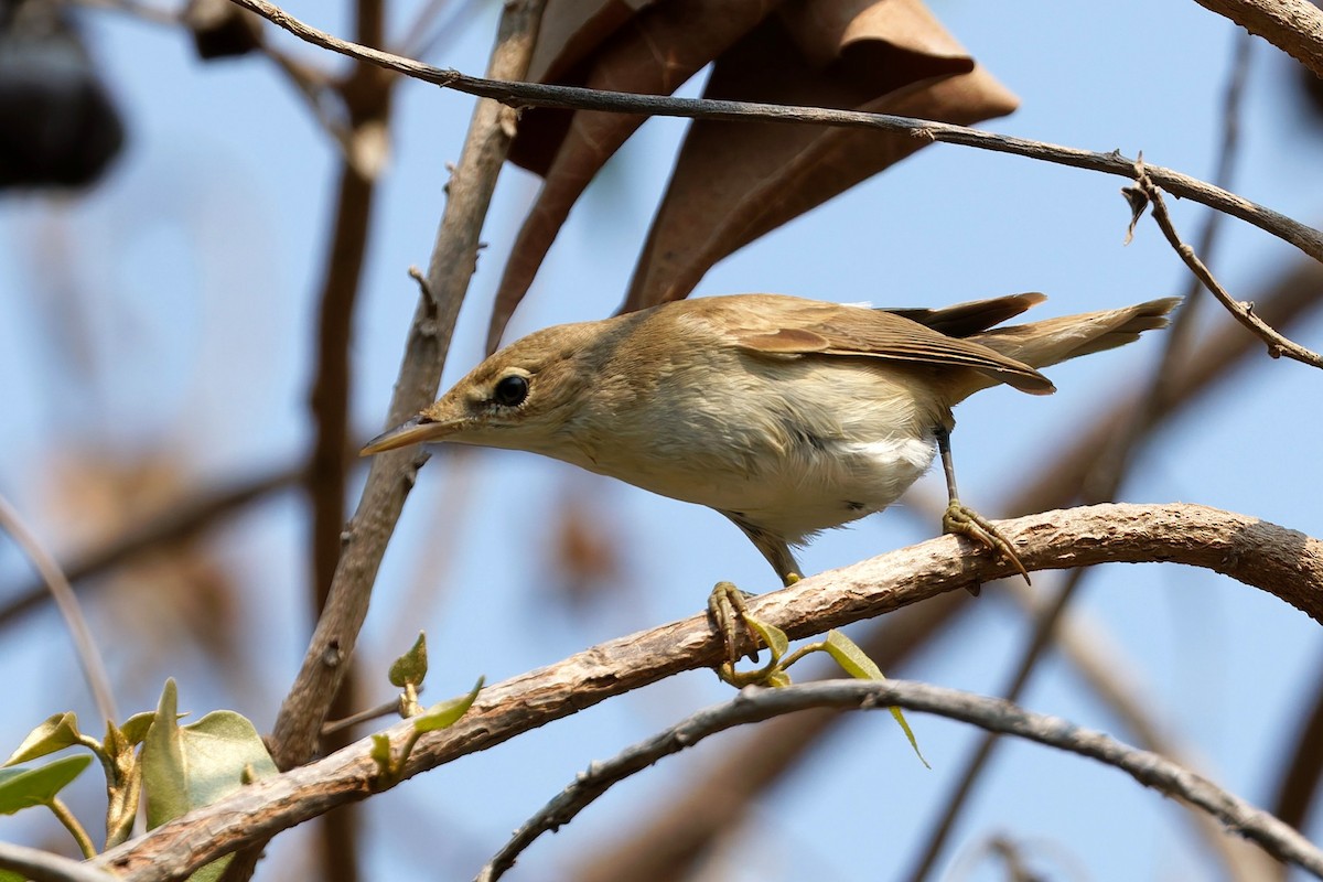 Acrocephalus sp. - ML644143676
