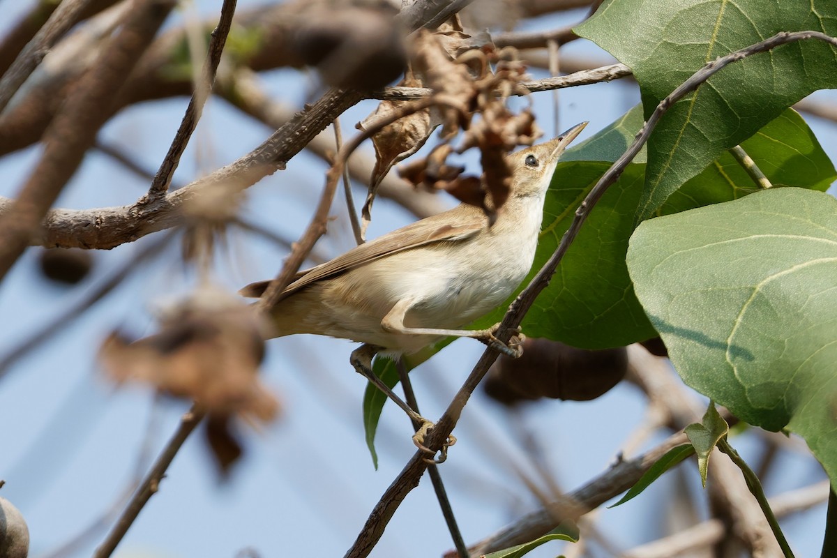 Acrocephalus sp. - ML644143677