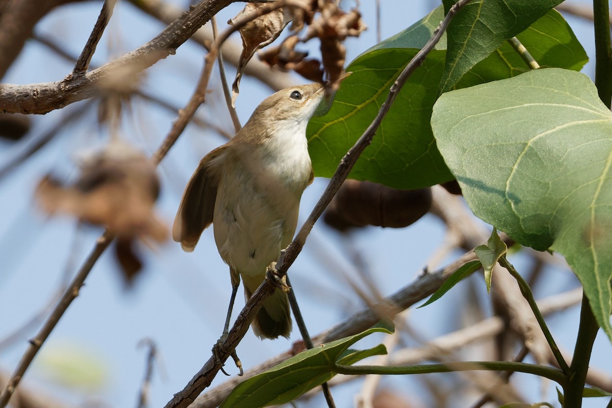 Acrocephalus sp. - ML644143678