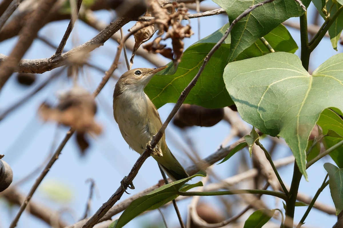 Acrocephalus sp. - ML644143679