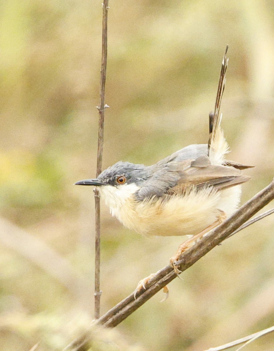 askeprinia - ML644143680