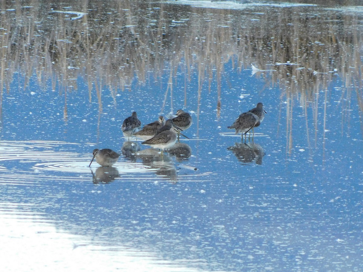 חרטומנית ארוכת-מקור - ML644143687