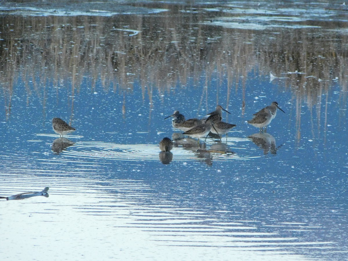 חרטומנית ארוכת-מקור - ML644143688