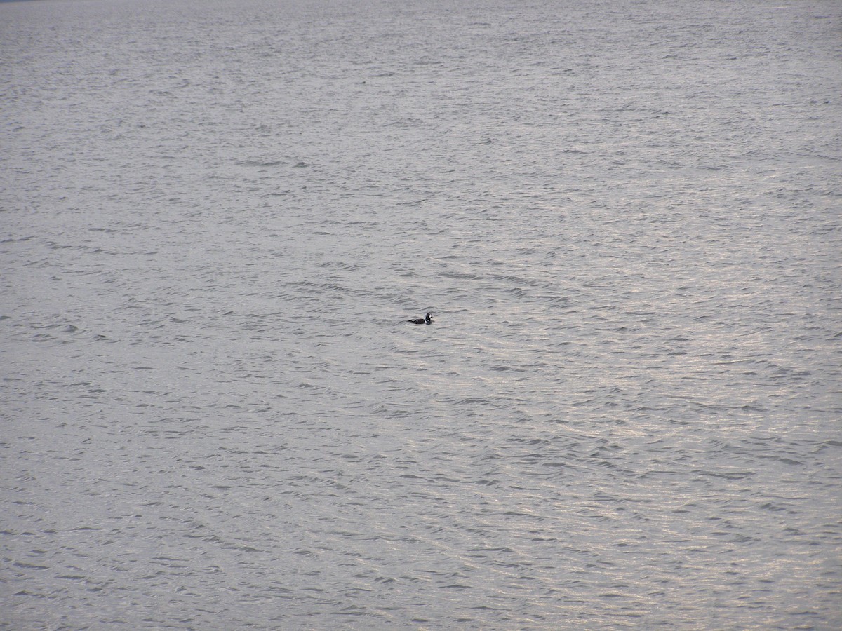 Хотгуужин чөрх - ML644143689