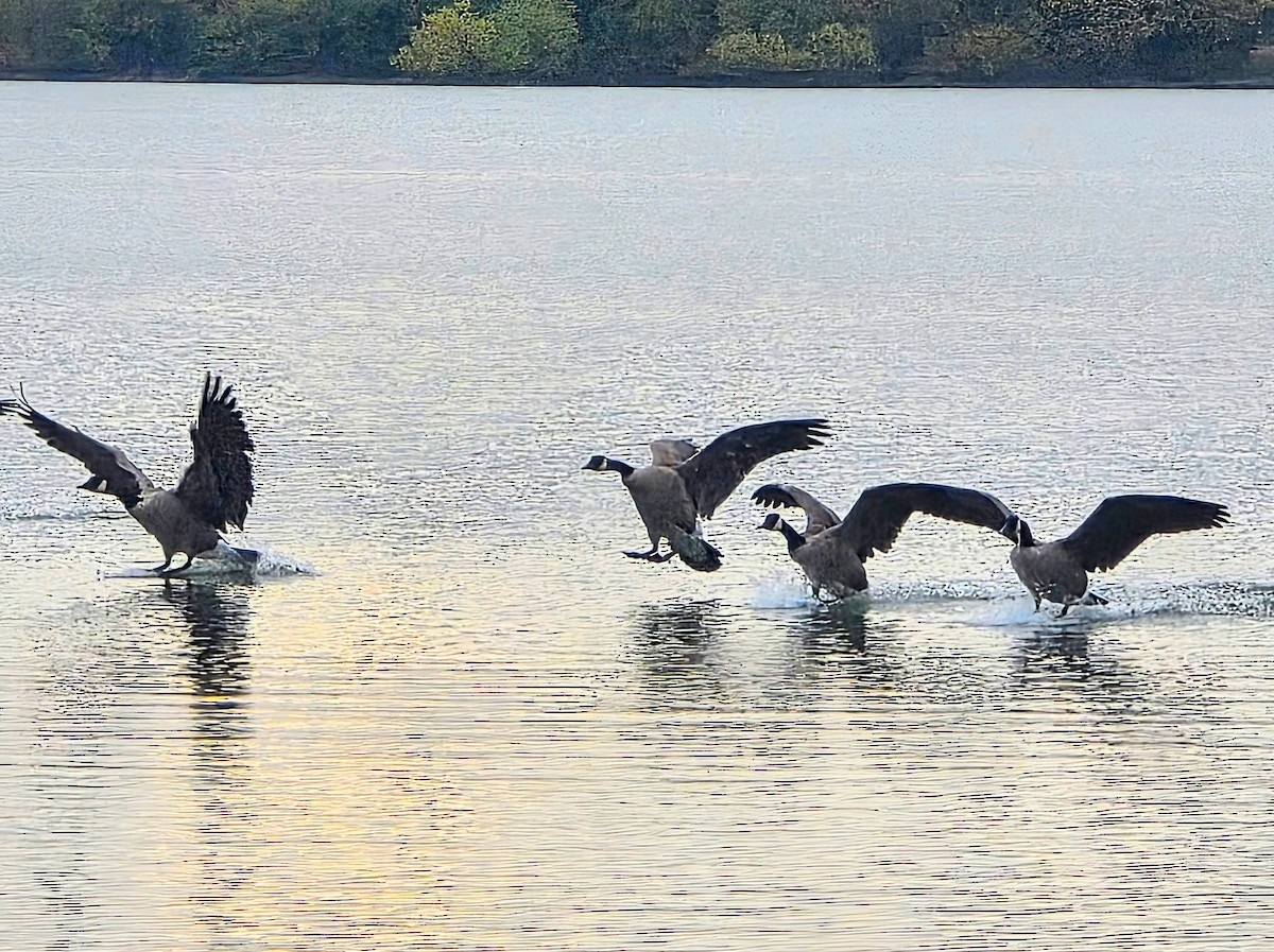 Canada Goose - ML644143703