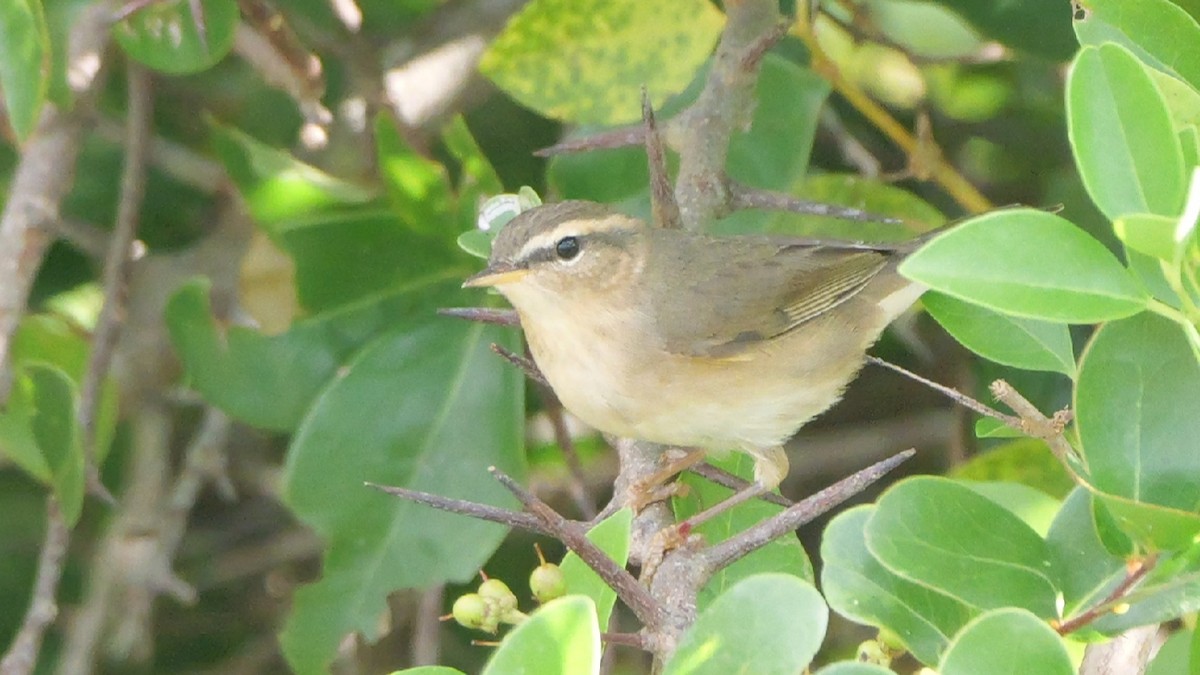 Бүхт дууч шувуу - ML644143721